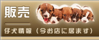 犬の販売（兵庫県西宮市）