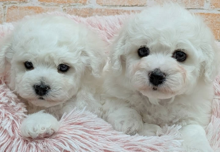 ビションフリーゼ |子犬販売|写真01