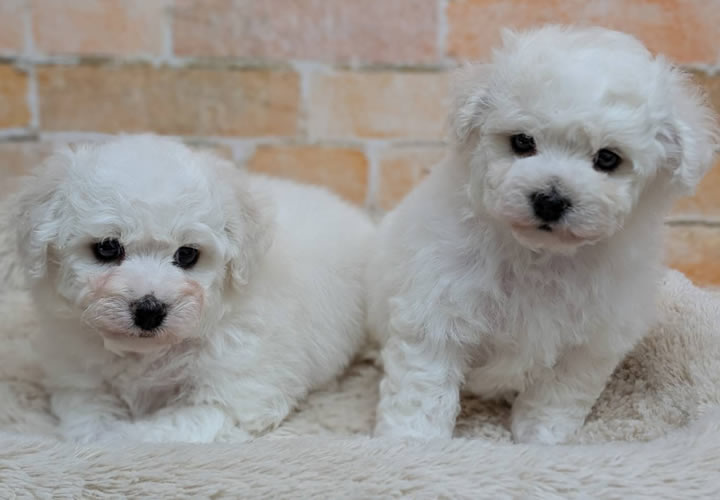 ビションフリーゼ |子犬販売|写真01